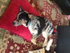 Gretta