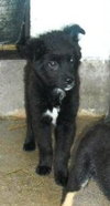 Domino