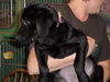 Bessie