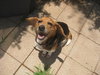 Maxie
