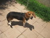 Maxie