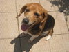 Maxie