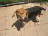 Maxie