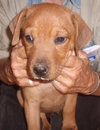 Brindi
