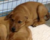 Brindi