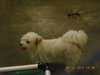 Bridgett