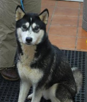 Tundra
