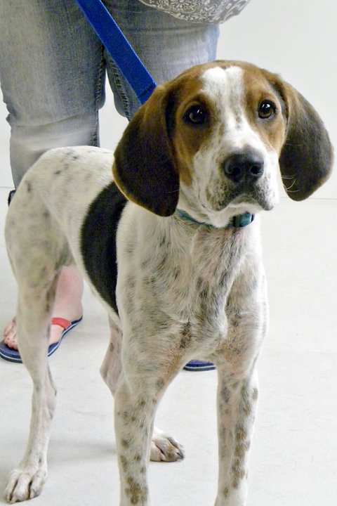 Copper-pup