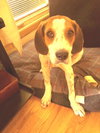Copper-pup