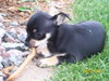 Maria Puppy