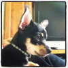 Maria Puppy
