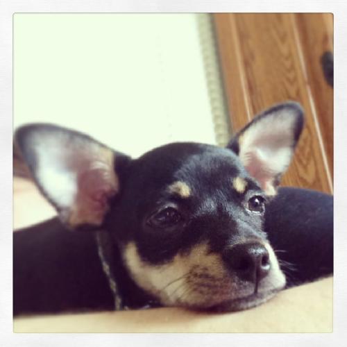 Maria Puppy