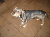 Chip
