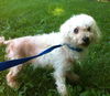 Zoey Marie- Blind Poodle