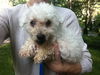 Zoey Marie- Blind Poodle
