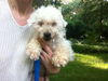 Zoey Marie- Blind Poodle
