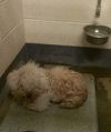 Zoey Marie- Blind Poodle