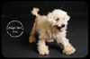 Zoey Marie- Blind Poodle