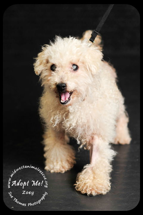 Zoey Marie- Blind Poodle