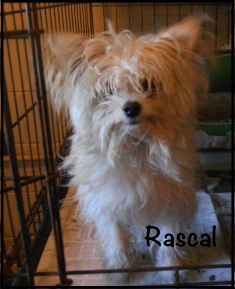 Rascal