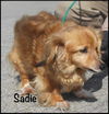 Sadie