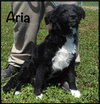 Aria Puppy