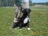 Aria Puppy