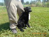 Aria Puppy