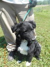 Aria Puppy