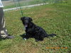 Aria Puppy