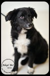 Aria Puppy