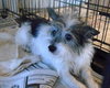 Mitsy