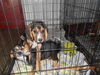 Starsky-Puppy
