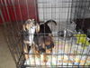 Starsky-Puppy