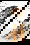 Starsky-Puppy