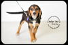 Starsky-Puppy