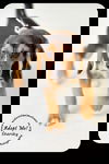 Starsky-Puppy