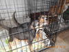 Hutch-Puppy