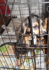Hutch-Puppy