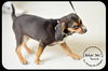 Hutch-Puppy