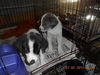 Pongo -Puppy
