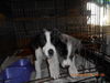 Pongo -Puppy