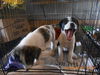 Pongo -Puppy
