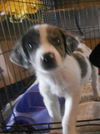 Pongo -Puppy