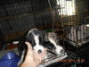 Pongo -Puppy