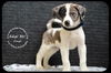 Pongo -Puppy