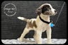 Pongo -Puppy