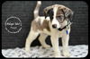 Pongo -Puppy