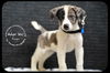Pongo -Puppy