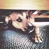 Frieda